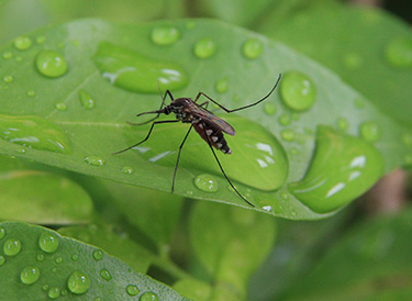 D and H Services provides mosquito abatement services